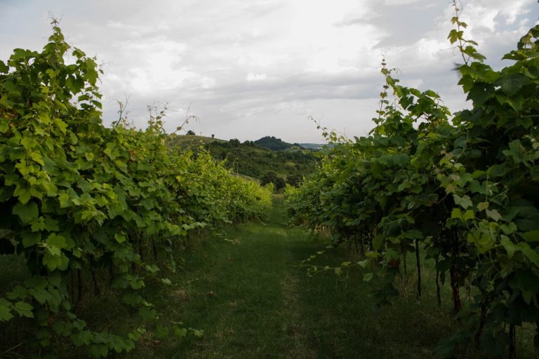 A Bertinoro una Full Experience in Tenuta la Viola