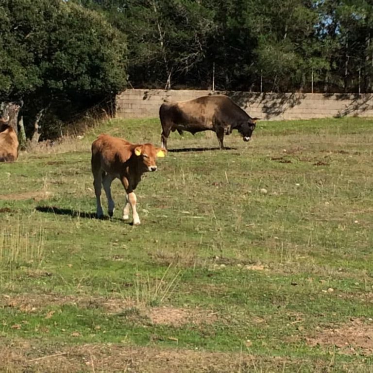 Farmhouse Il Muto Di Gallura