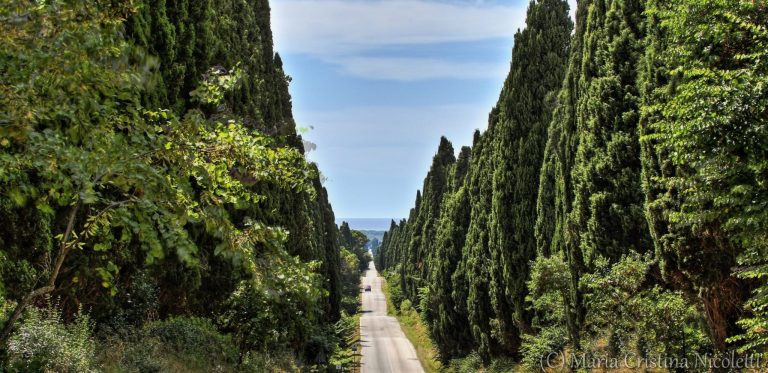 Bolgheri è poesia