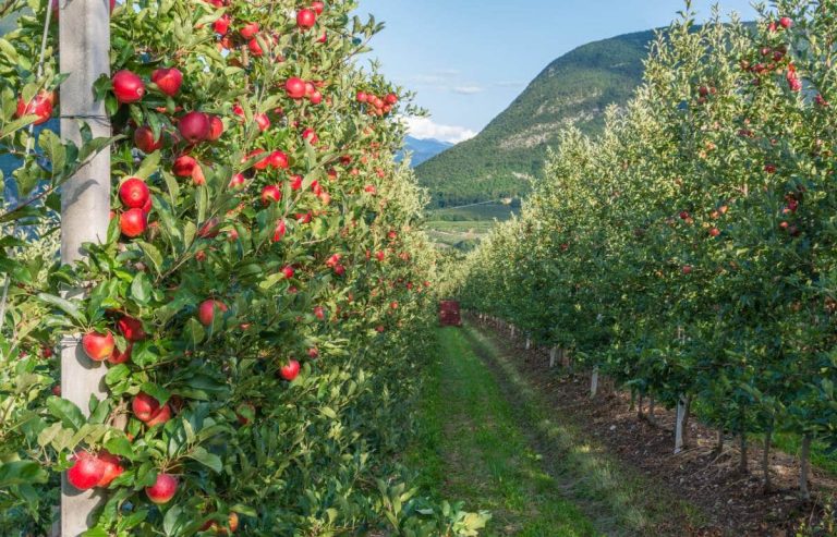 La cucina della tradizione: i 5 piatti tipici dei borghi trentini da provare assolutamente