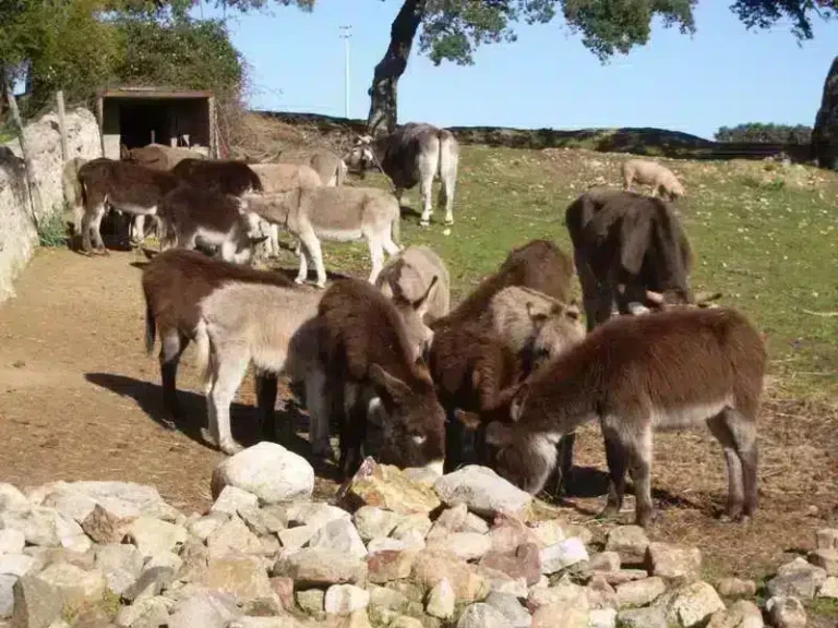 Ristorante Il Muto di Gallura