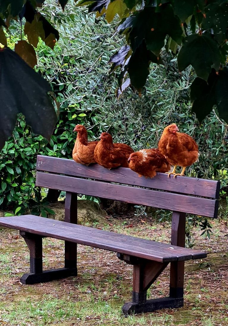 Agriturismo Le Lucciole