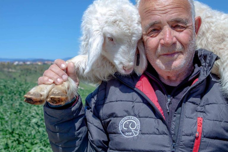 Hercules, the Shepherds and Pecorino Crotonese DOP: a living legacy between myth and tradition