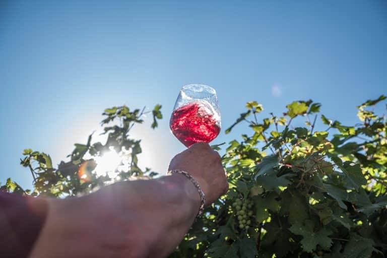 Esperienza autentica tra i vini della Valpolicella Classica: degustazione in cantina tra Amarone e tradizione