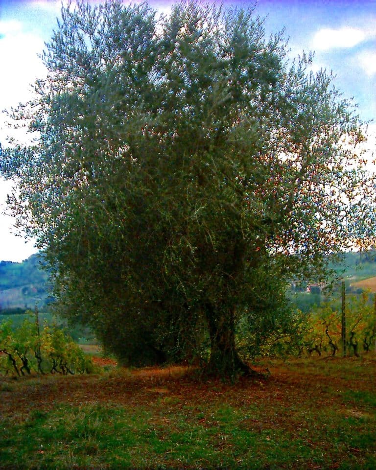 Esperienza Ca’ Rossa:dal vigneto al calice
