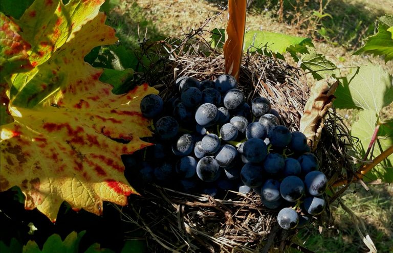 Fattoria Ca’ Rossa