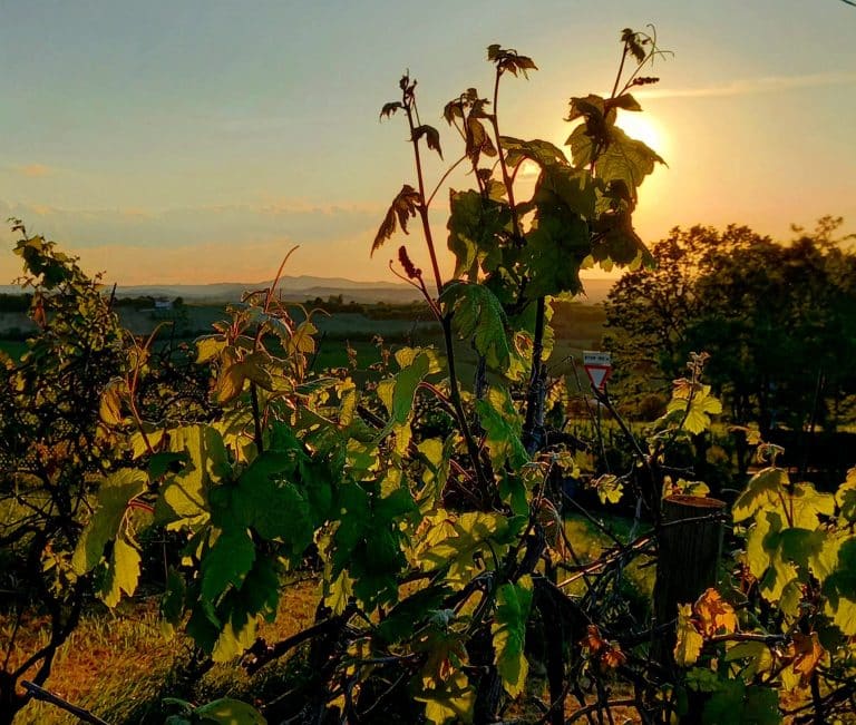 Esperienza Ca’ Rossa:dal vigneto al calice